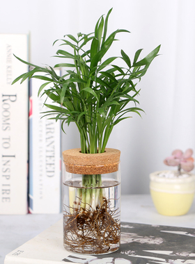 水培办公室内金钻红如意文竹九里香