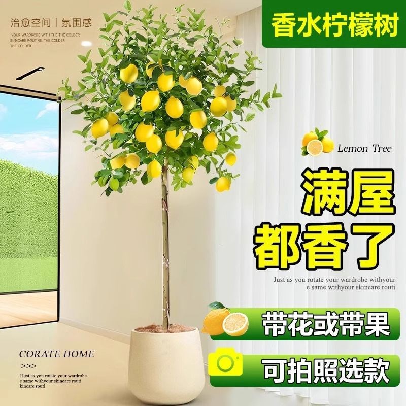 香水柠檬树盆栽大型绿植客厅室内阳台四季花果可食用净化空气网红