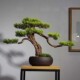 新仿真迎客松盆景创意客厅玄关茶几酒店实木绿植家居饰品