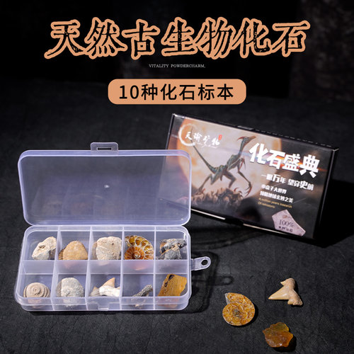 种天然古生物化石昆虫螺叶虫洋动菊石标盒科普教学