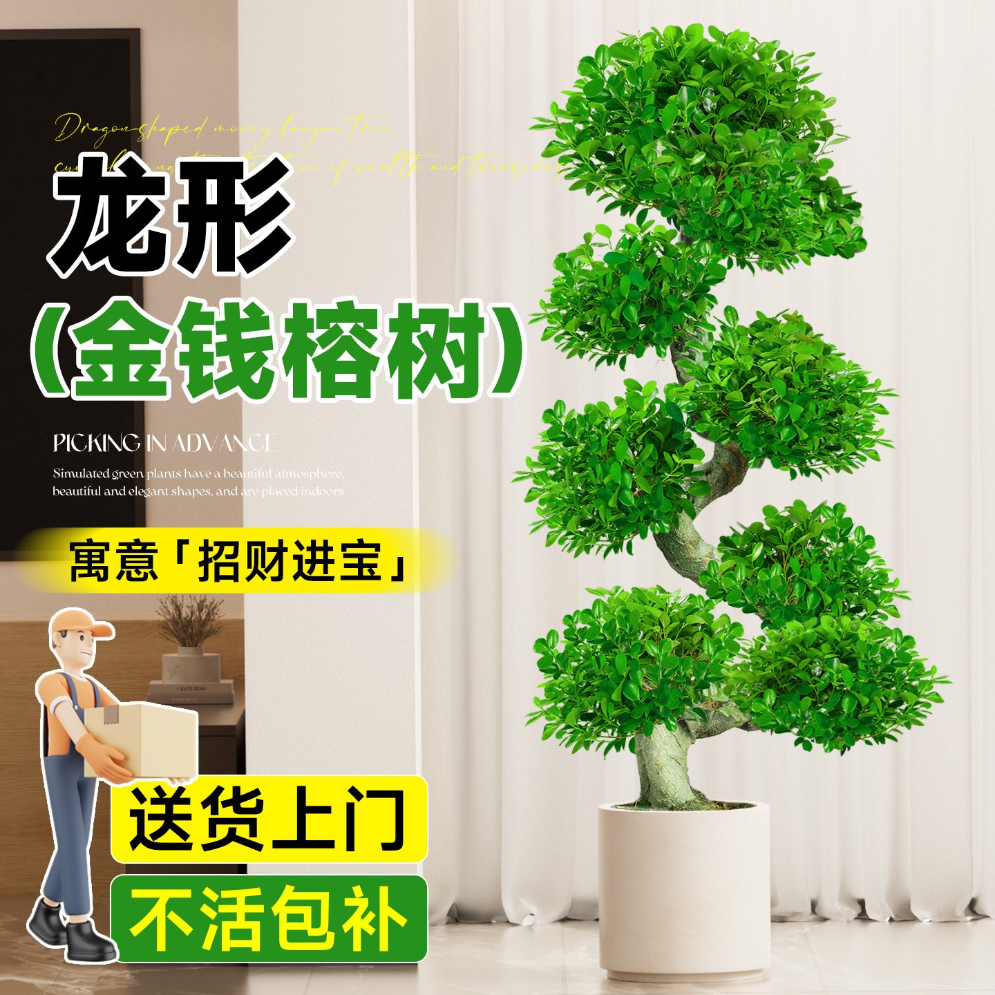 造型金钱榕大盆栽2025新款摇钱树