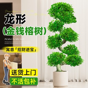 造型金钱榕大盆栽2025新款摇钱树绿植客厅办公室金钱树发财树四季