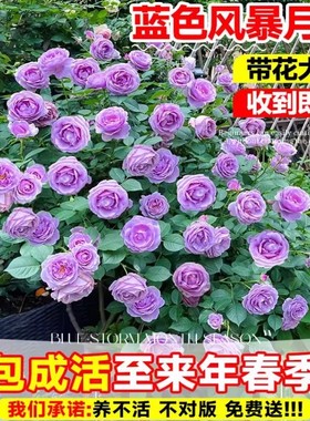 蓝色风暴月季带花大苗紫色适合阳台上养的花卉老桩四季开蔷薇玫瑰