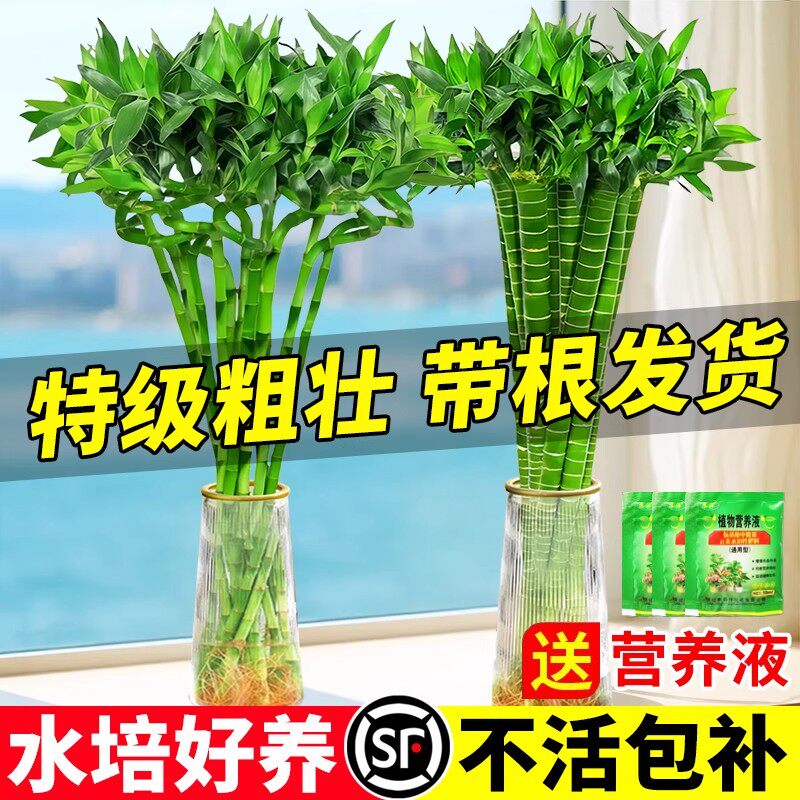 文昌竹水培植物净化空气办公水养