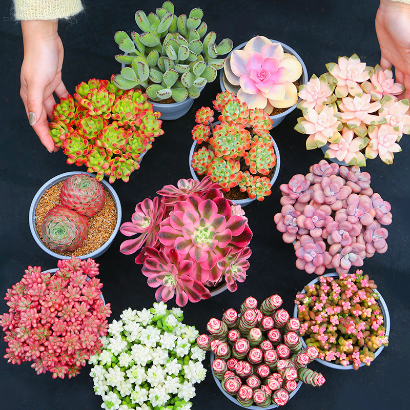 颗造型老桩大尺寸多肉植物餐花卉云南基地直发