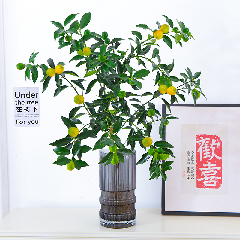 水培植物金桔树盆栽可食用带果脆皮橘子树盆栽室内桌面花卉绿植物
