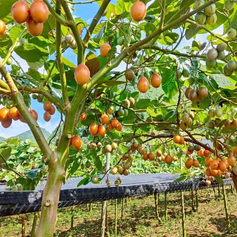 云南袋装树番茄苗树上西红柿苗生吃水果番茄苗树番茄杯苗营养土苗