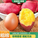 现挖板栗红薯5斤蛋蛋果天目山小香薯鸡蛋圆番薯农家自种地瓜粗粮