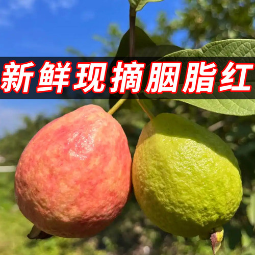 红心番石榴新鲜芭乐水果包邮