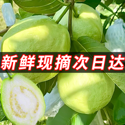 【脆甜】老树大果新鲜现摘鲜果