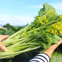 正宗广东增城迟菜心时令新鲜蔬菜买农家现摘应季批发当季生鲜青菜