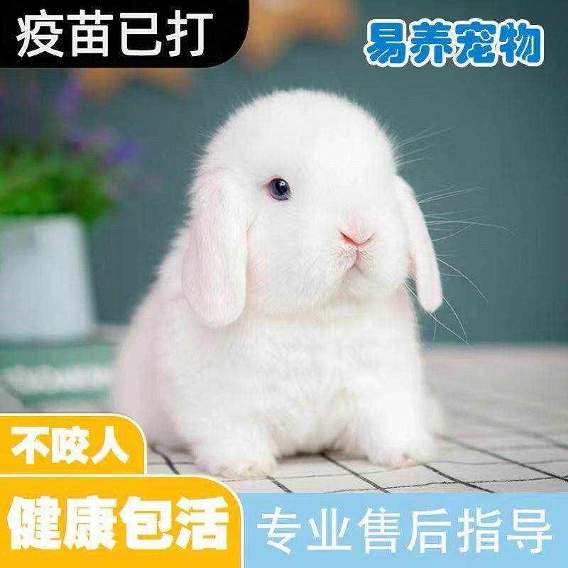 可爱小兔子长不大侏儒兔迷你垂耳兔网红小宠物茶杯兔荷兰兔活体兔