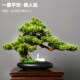 仿真迎客松盆景办公室客厅会议室养生馆展架装 饰玄关绿植