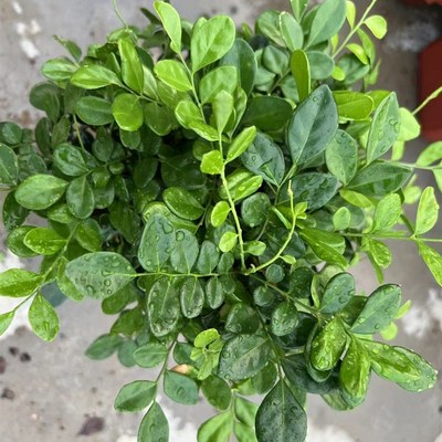 独杆九里香花卉盆栽老桩树桩大苗室内客厅七里香驱虫盆景绿植