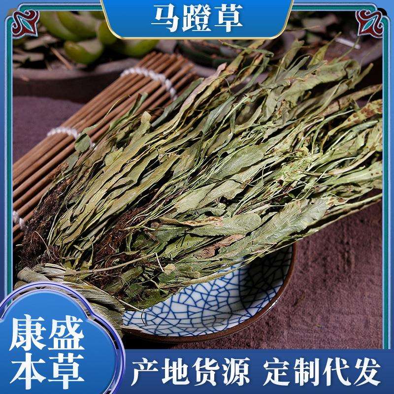 马蹬草别名过桥草还阳草马灯草小石韦仙草