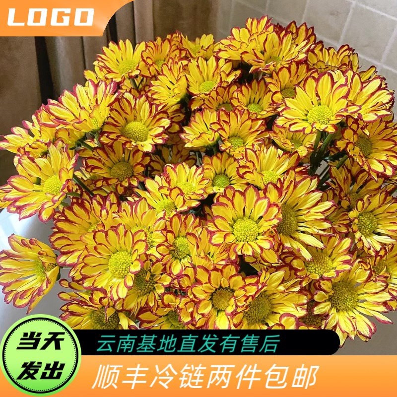 【全店两件包邮】小雏菊斑纹三文鱼超长待Y机云南鲜花