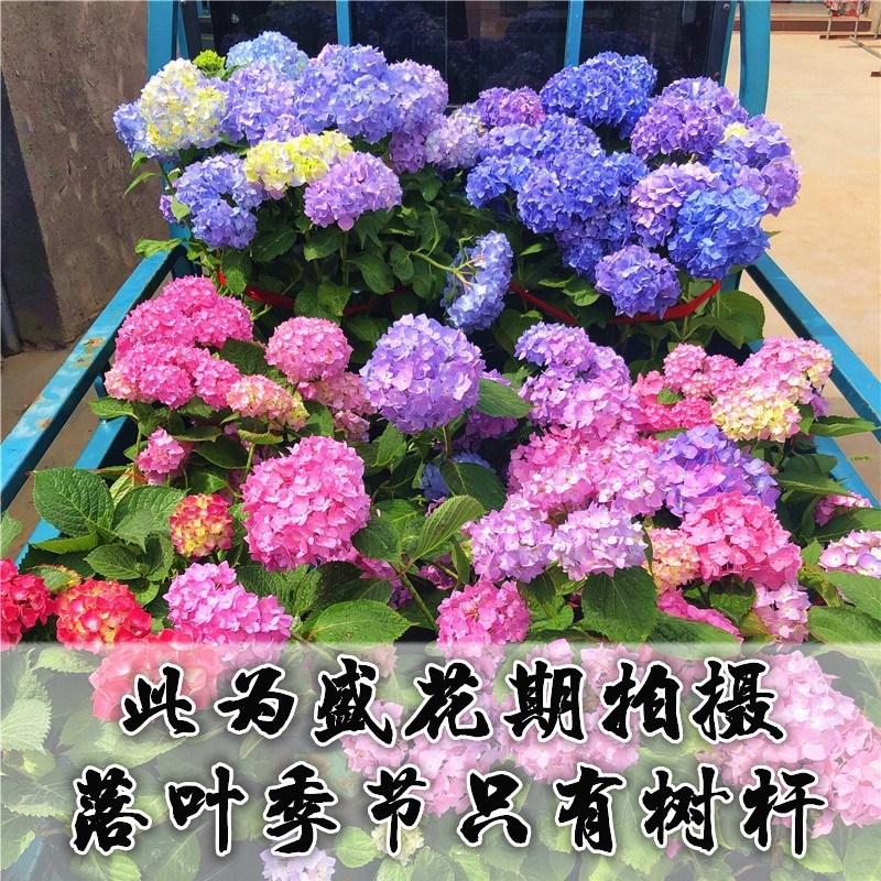绣球花苗盆栽室内阳台庭院植物四季开花卉无尽夏当年开花耐寒老桩