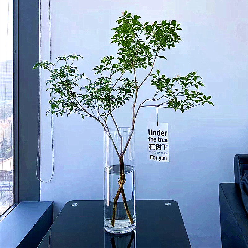 加厚圆柱直筒富贵竹瓶客厅水培插干马醉木水养器