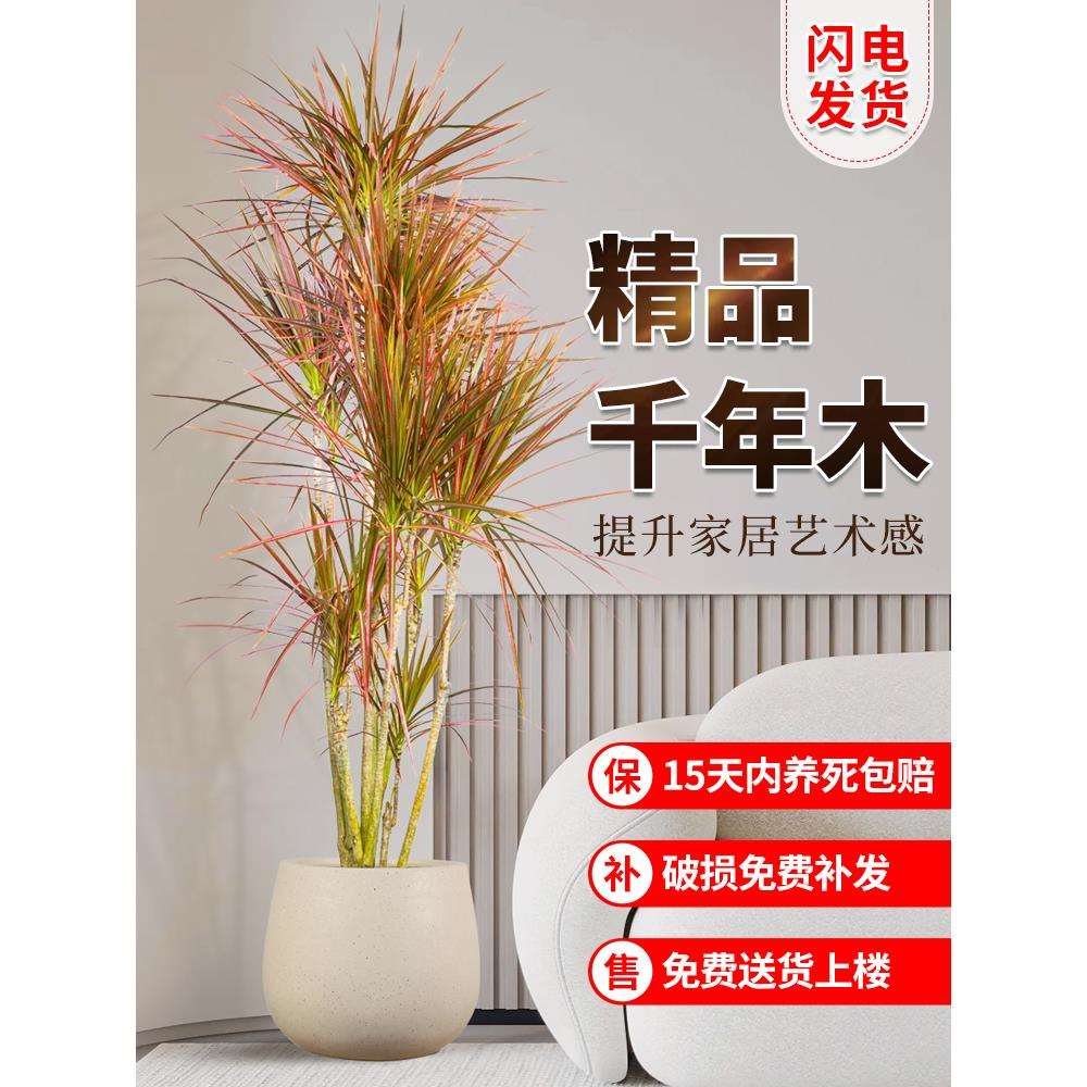 七彩铁千年木绿植盆栽龙血树马尾铁吸甲醛客厅办公室内大型绿植