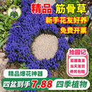 拾园记筋骨草大苗紫花庭院绿植耐寒耐热多年生宿根地被花镜绿植物