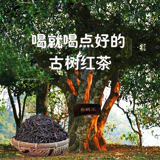 古树红茶云南凤庆滇红古树晒红口感饱满花香好茶香气甘甜体验品质