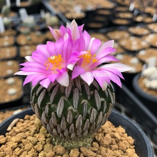 精巧殿仙人球娇丽属稀有趣味盆栽多肉植物自根办公室室内绿植