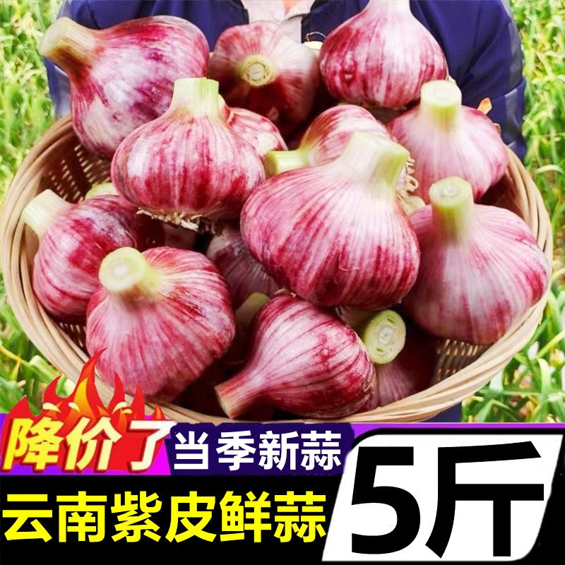 云南紫皮大蒜新鲜5斤现挖当季蔬菜湿蒜鲜蒜瓣蒜头红皮腊八蒜泡蒜