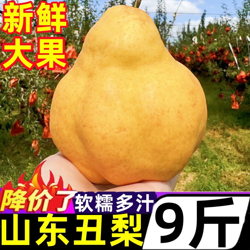 正宗山东丑梨新鲜水果