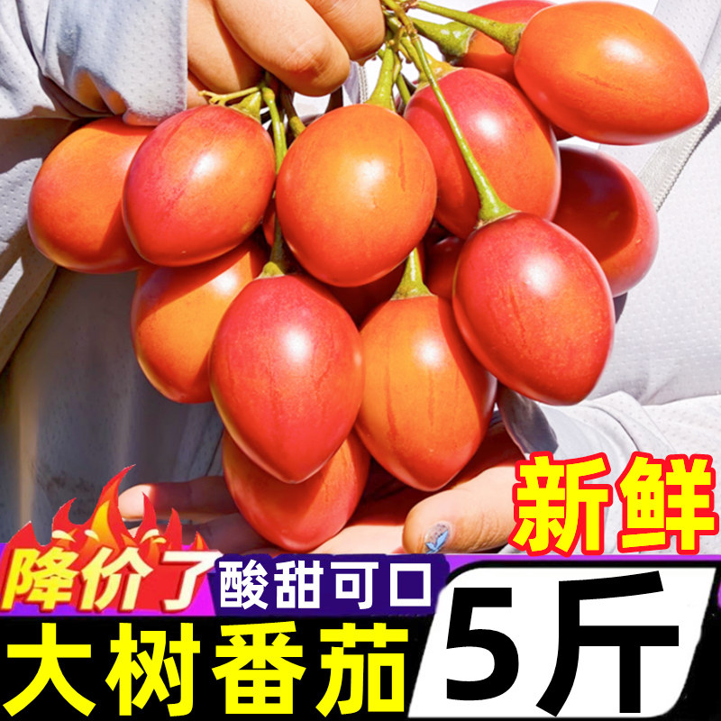 云南大树番茄新鲜5斤当季蔬菜洋酸茄鸡蛋果老品种凉傣味蘸水特产