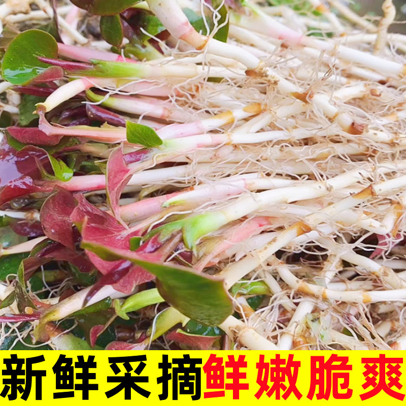 新鲜鱼腥草折耳根5斤应季蔬菜嫩叶根农家现挖节耳根凉拌菜