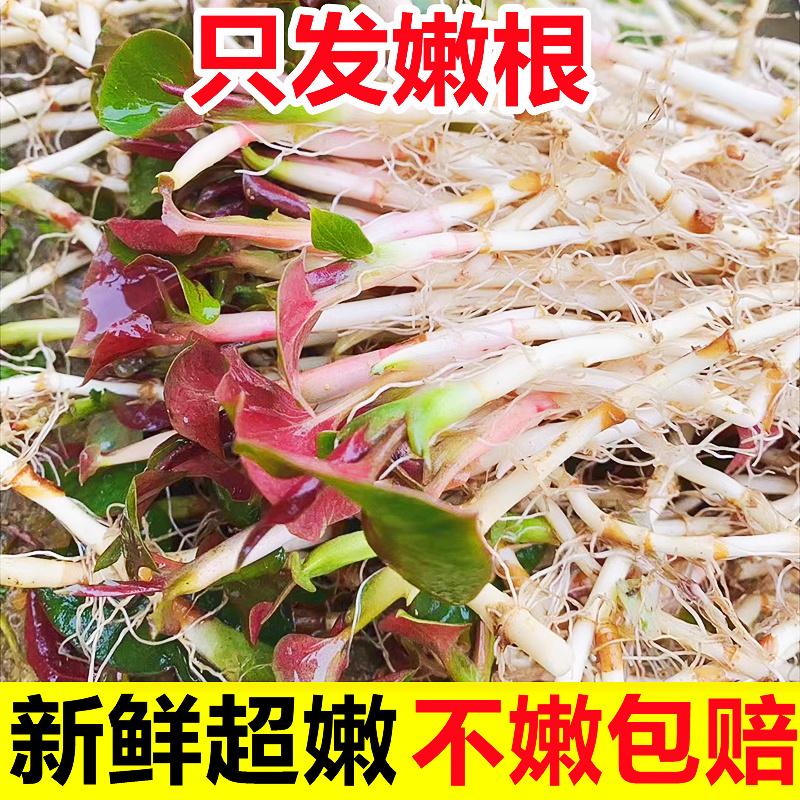 贵州新鲜鱼腥草折耳根5斤当季蔬菜嫩叶根农家现挖节耳根凉拌菜