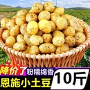 湖北小土豆新鲜10斤现挖迷你马铃薯洋芋粉糯黄心土豆当季 蔬菜整箱