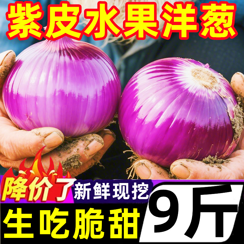 正宗云南水果紫皮洋葱扁圆葱头