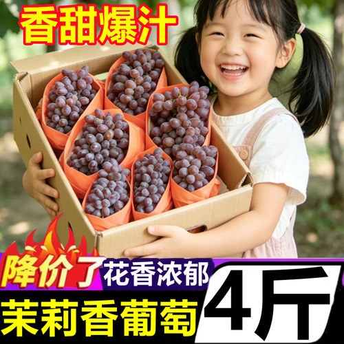 正宗茉莉香葡萄新鲜水果