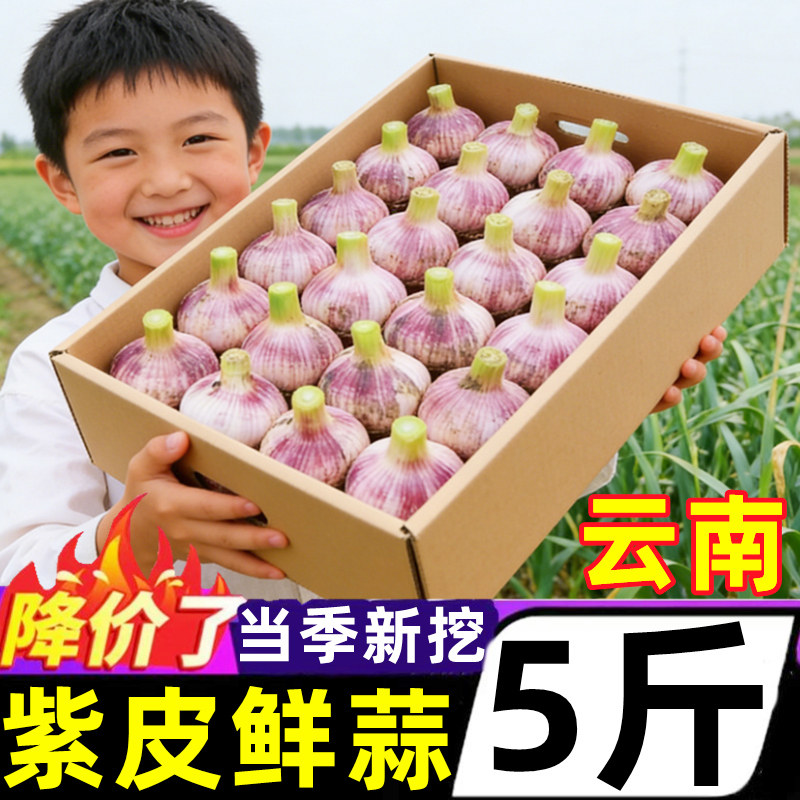 正宗云南紫皮鲜蒜新鲜大蒜头多瓣蒜红皮鲜蒜泡蒜腊八蒜嫩湿蒜整箱