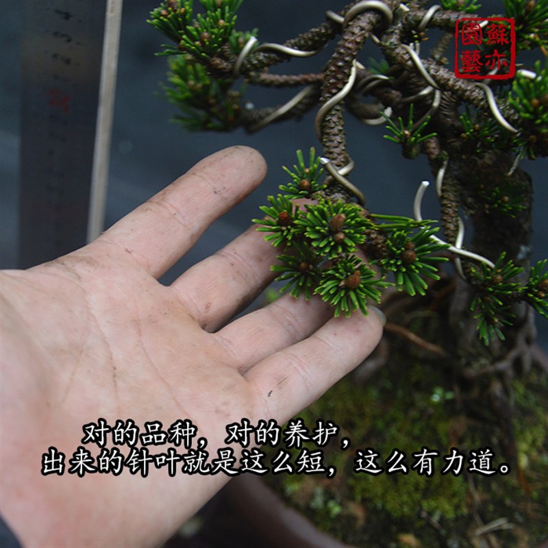 【苏亦家】 提根黑松千寿丸老桩老盆矮霸盆景千寿丸一物一拍