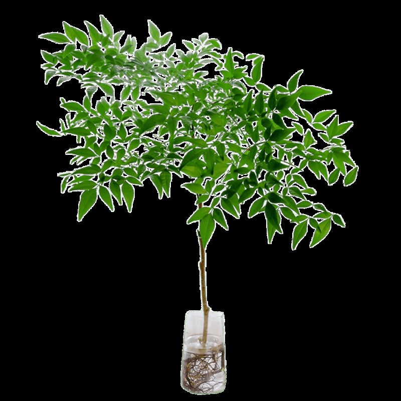 南天竹水养带根树苗盆栽卧室内好活客厅无土培纯水培植物和鱼共养