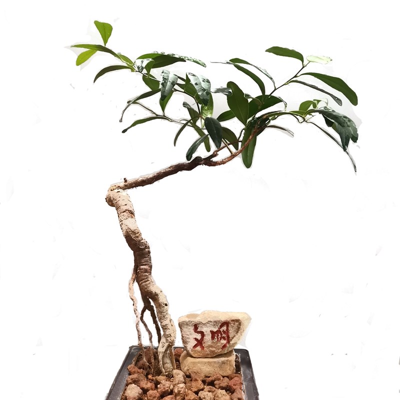 东风桔盆景海南独特品种客厅阳台室内外种植常青药用观赏绿植盆栽