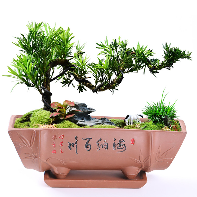 紫砂花盆陶瓷附石盆景提根六月雪小盆栽造型微盆景仓多肉带托盘