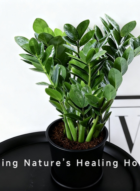 金钱树盆栽植物室内花卉大型客厅好养植物大摇钱串子耐阴小发财树