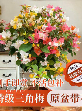 重瓣三角梅盆栽四季绿漳红樱爬藤植物老桩阳台树苗耐寒绿樱带花卉