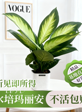 玛丽安水培植物室内好养万年青绿植办公室桌客厅净化空气桌面绿植