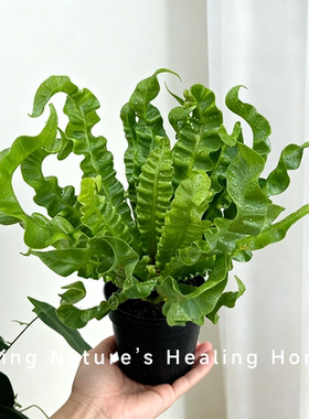 鸟巢蕨盆栽网红懒人水培绿植室内观叶植物净化空气好养活懒人花卉