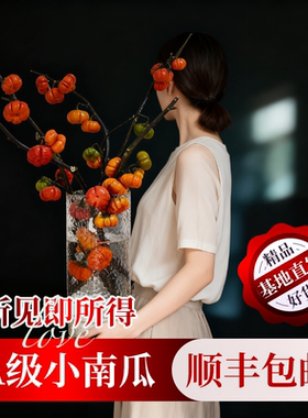 小南瓜鲜花观赏插花云南基地直发水培切枝花卉室内好养绿植物装饰