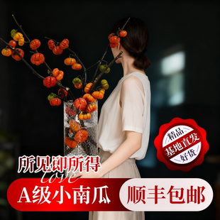 小南瓜鲜花观赏插花云南基地直发水培切枝花卉室内好养绿植物装饰