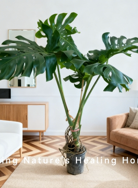 龟背竹盆栽大叶开背老桩客厅办公室内植物花卉耐阴绿植好养植物