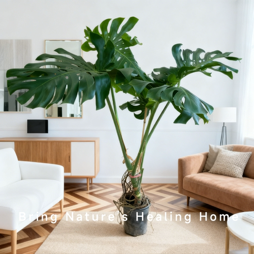 龟背竹大型盆栽绿植室内客厅