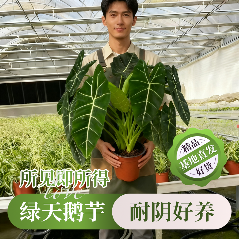 绿天鹅绒海芋彩叶芋绿植盆栽室内植物观叶热带植物北欧网红植物