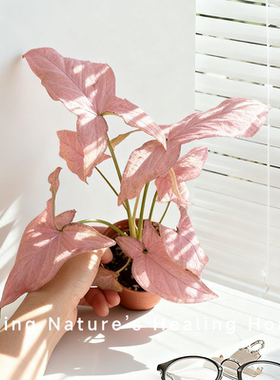 ins粉色恋人合果芋粉锦粉箭阳台室内桌面花卉易活盆栽四季植物