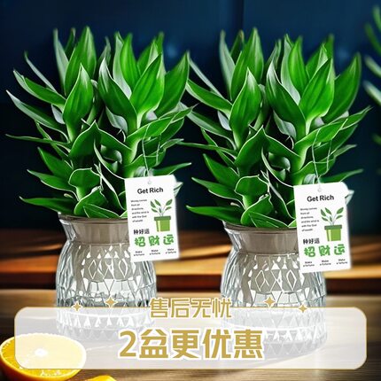 【买一送一】观音竹富贵竹水培植物室内花卉绿植简单好养带树脂盆